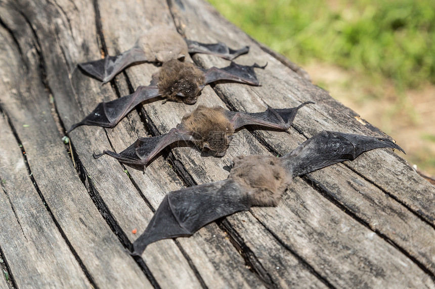 在一个美丽的夏日中蝙蝠群图片