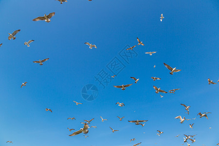 在美丽的夏日中许多海鸥飞向蓝天背景图片