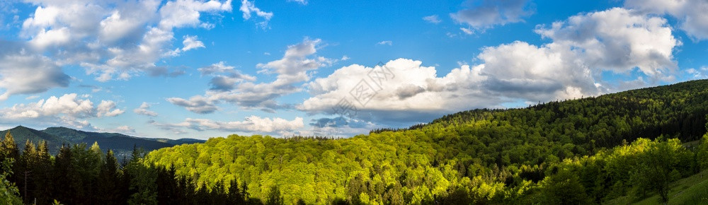 在美丽的夏日中喀尔巴阡山脉森林的全景图片