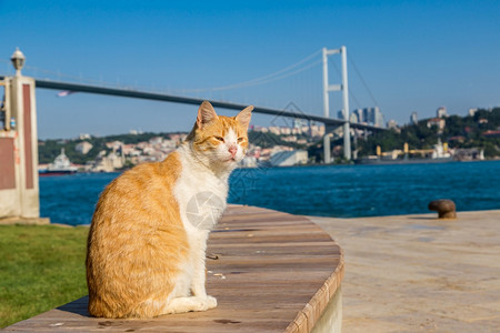 连接欧洲和伊斯坦堡岛的艾西亚在一个美丽的夏日火鸡图片