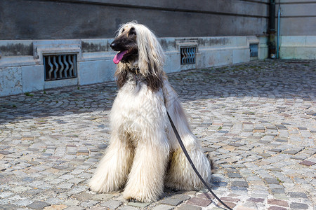 美丽的阿富汗猎犬背景