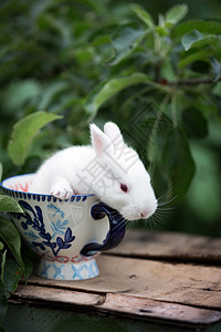 在花园的杯子上美丽小白兔图片