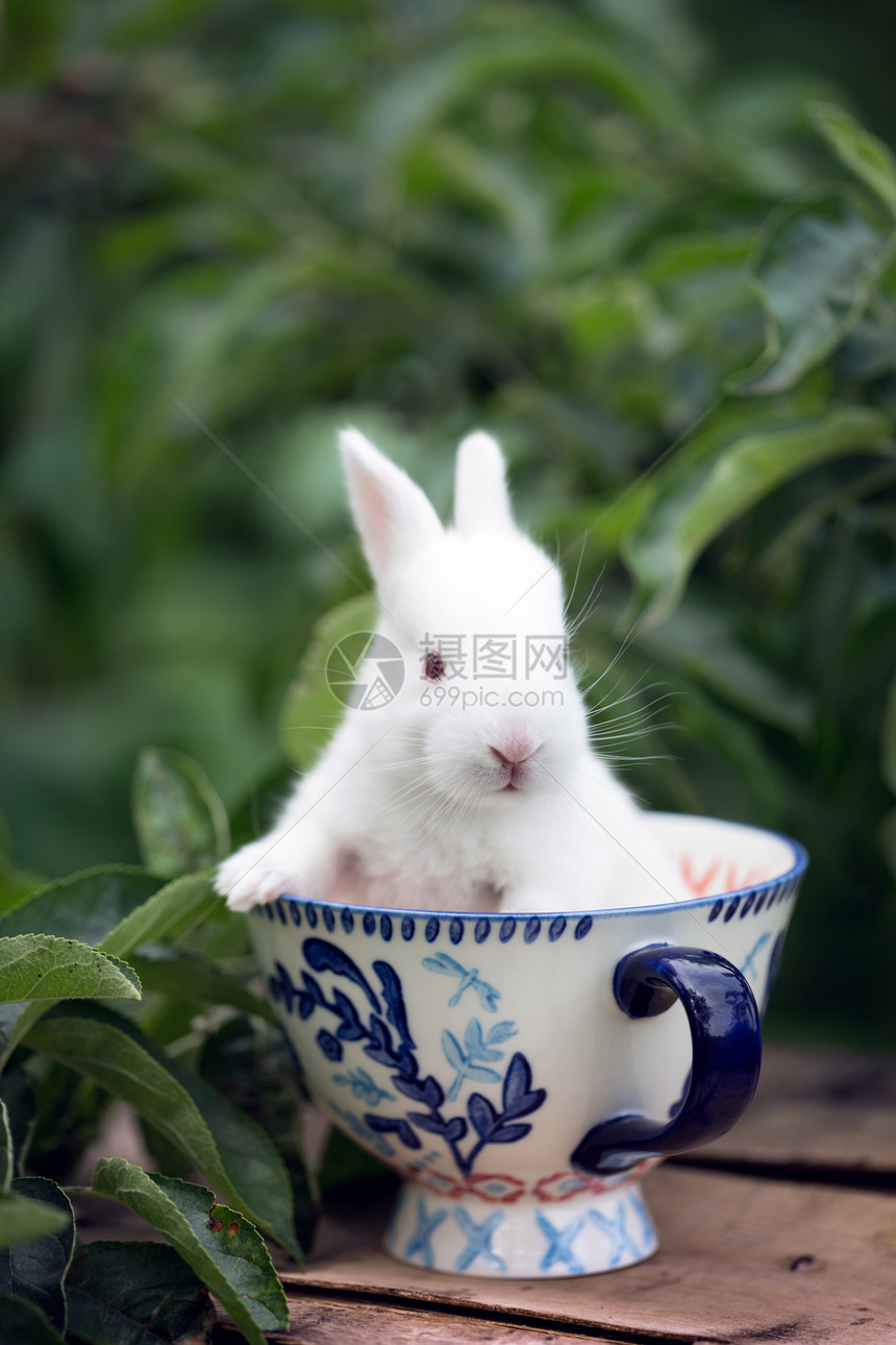 在花园的杯子上美丽小白兔图片