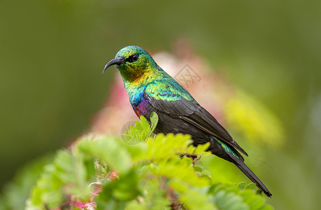 辛尼里斯绿色蜂鸟高清图片