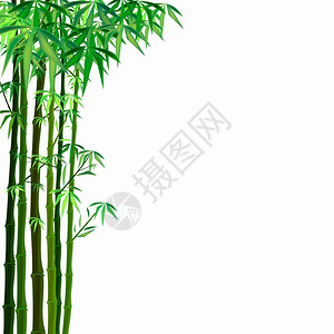 绿竹背景背景图片