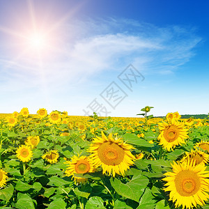 蓝色天空和美丽的太阳向日葵农业景观图片