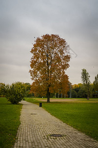 城市公园的大树上秋天有黄叶和乌鸦图片