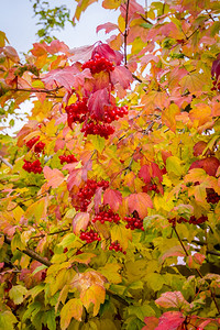 秋天的时候红线山灰莓树枝上的山灰浆图片