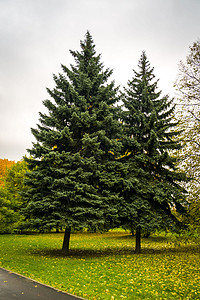 两棵长青的树在城市公园秋天的图片