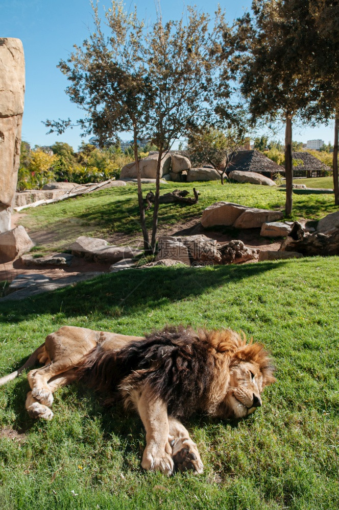 非洲的雄狮睡在绿色草坪上阳光明媚的下在Valenci生物公园动里图片
