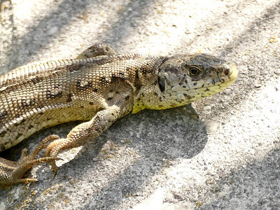 日光浴期间的沙蜥蜴图片