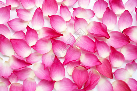 白色背景上的粉红莲花瓣顶视图高清图片