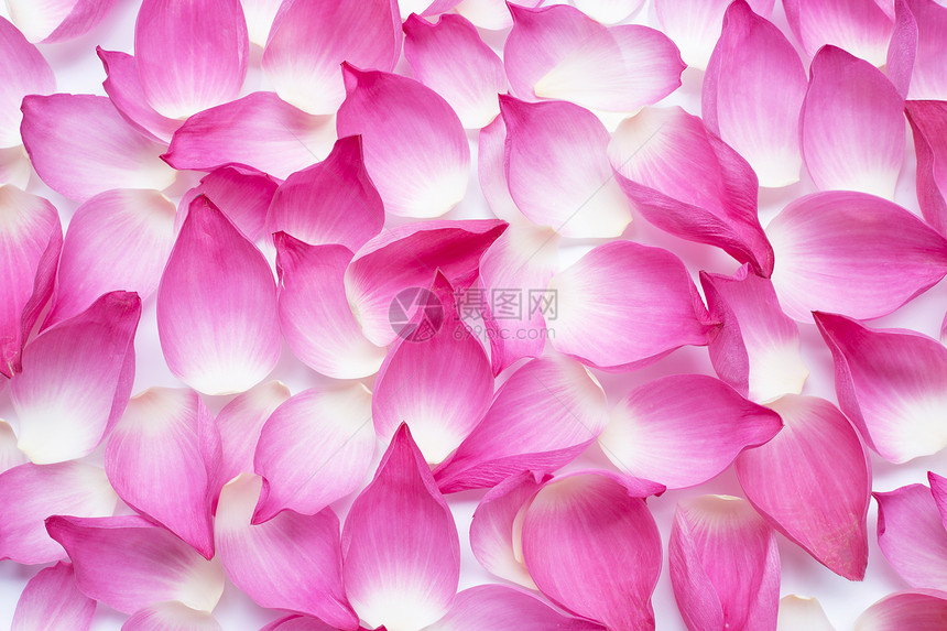 白色背景上的粉红莲花瓣顶视图图片