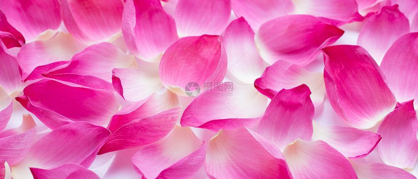 白色的粉红莲花瓣作为背景图片