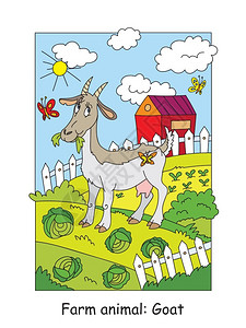 山羊年轻带彩色的在吃卷心菜的山羊卡通插图的图解用于学前教育插画