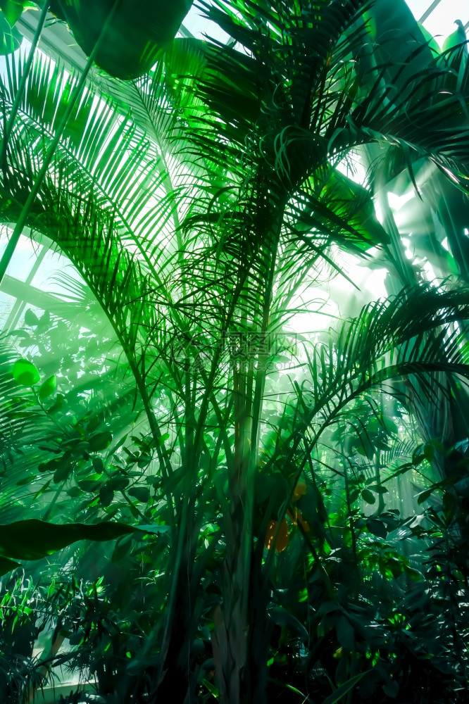 丛林雨中的光线热带背景丛林雨图片
