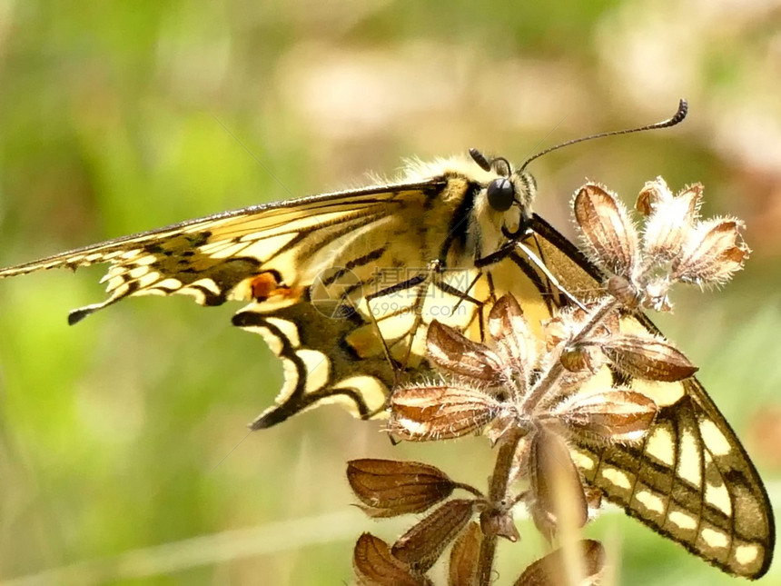 夏季在德国的燕尾蝴蝶图片