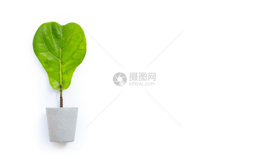 白色背景的水泥锅中甘油树心脏形状叶复制空间图片