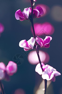 紧闭的紫色鲜花夏季背景图片