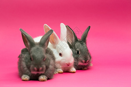 粉红背景的三只小白兔子背景