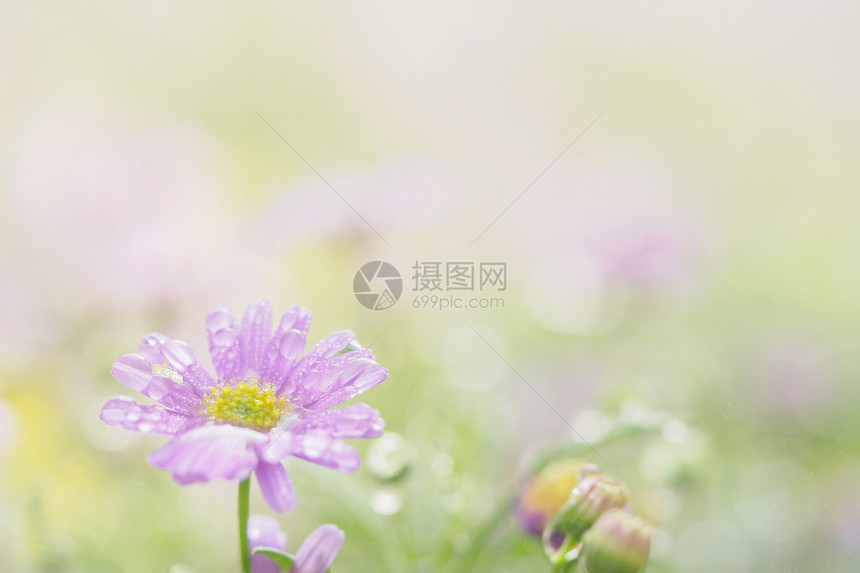 粉红色的小花与绿色背景的雨滴在空间中的特写图片