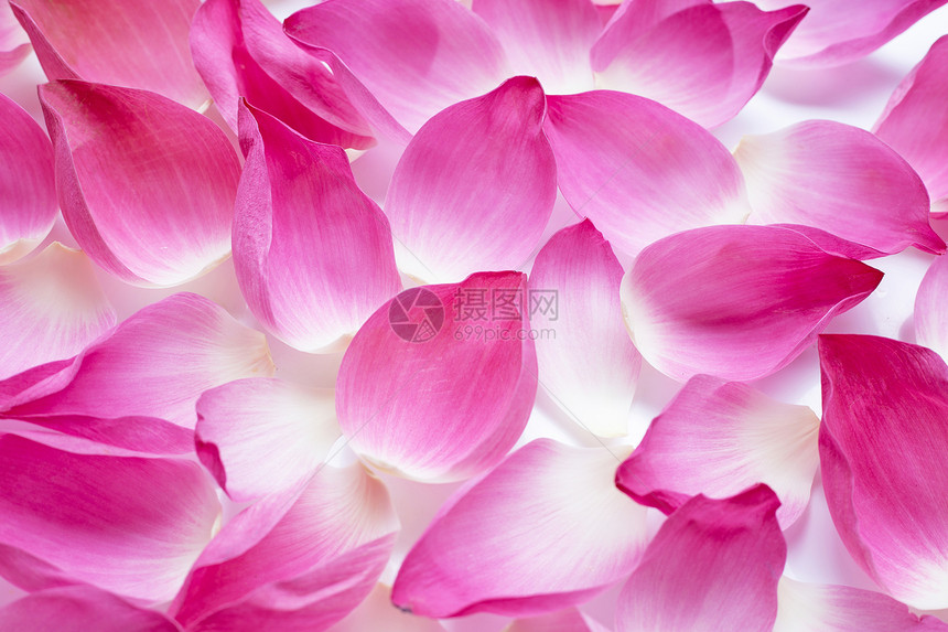 粉红莲花瓣作为背景图片