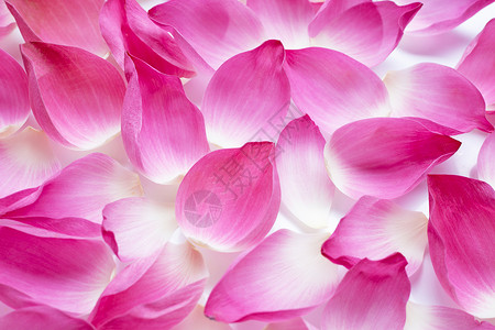 粉红莲花瓣作为背景图片