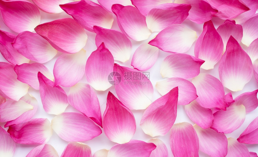 背景白上的粉红莲花瓣顶视图图片
