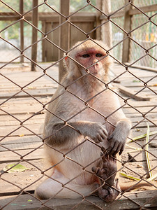 无蟹不欢猴子被锁在金属笼里面容不快乐令人悲哀背景