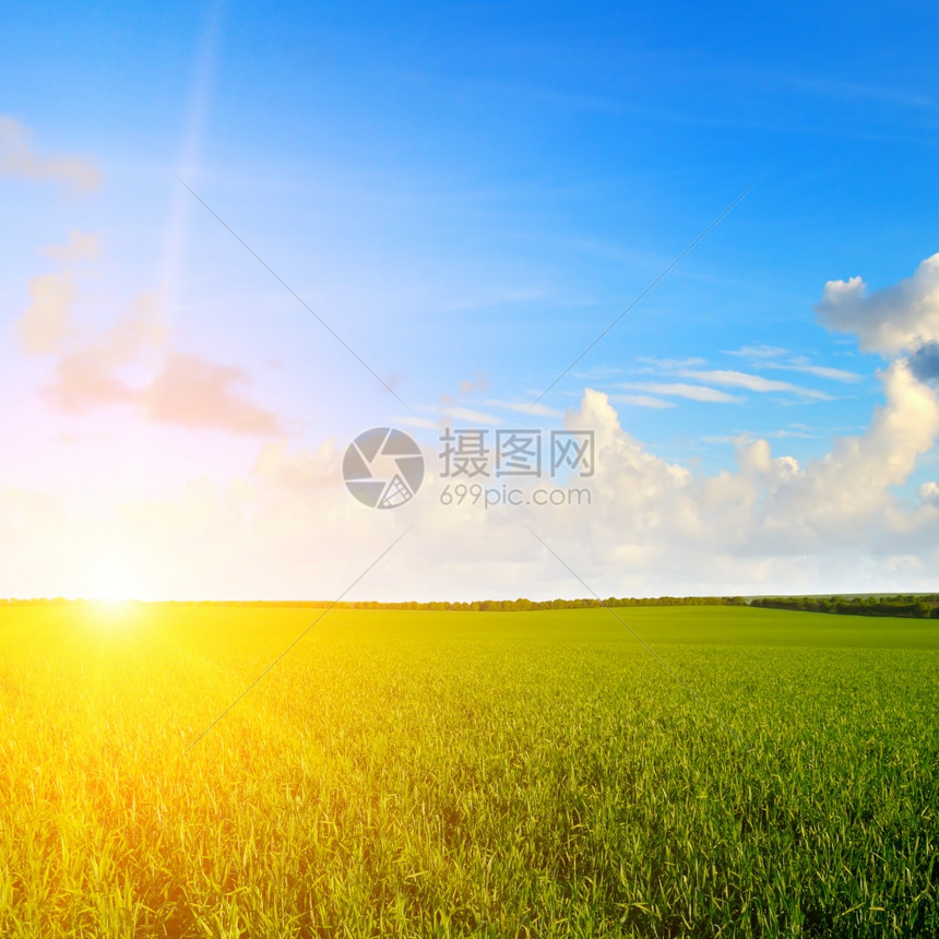 绿色小麦田景优美的夏日出时图片