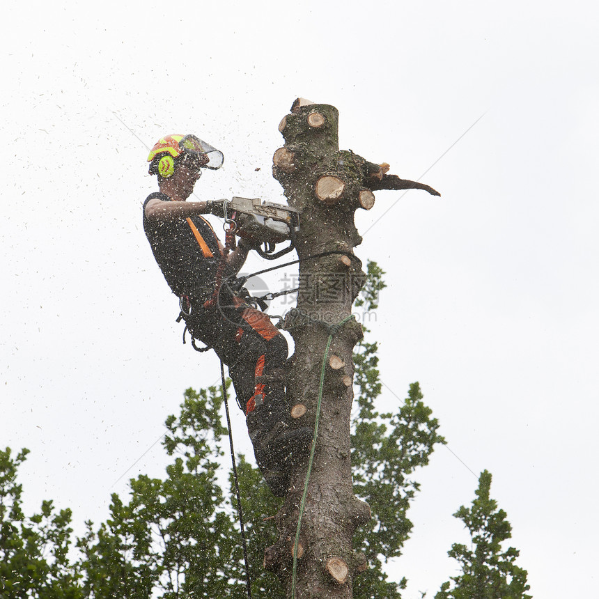 树的护林者在上用链锯的枝图片