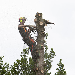 树的护林者在上用链锯的枝高清图片