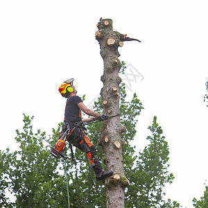 戴头盔和防护服的林员带链锯的护林员爬树苗干背景图片