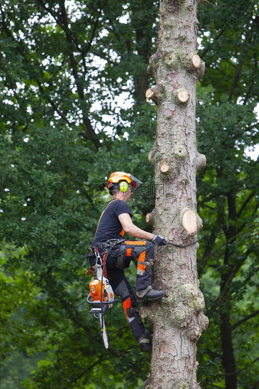 戴头盔和防护服的林员带链锯的护林员爬树苗干图片