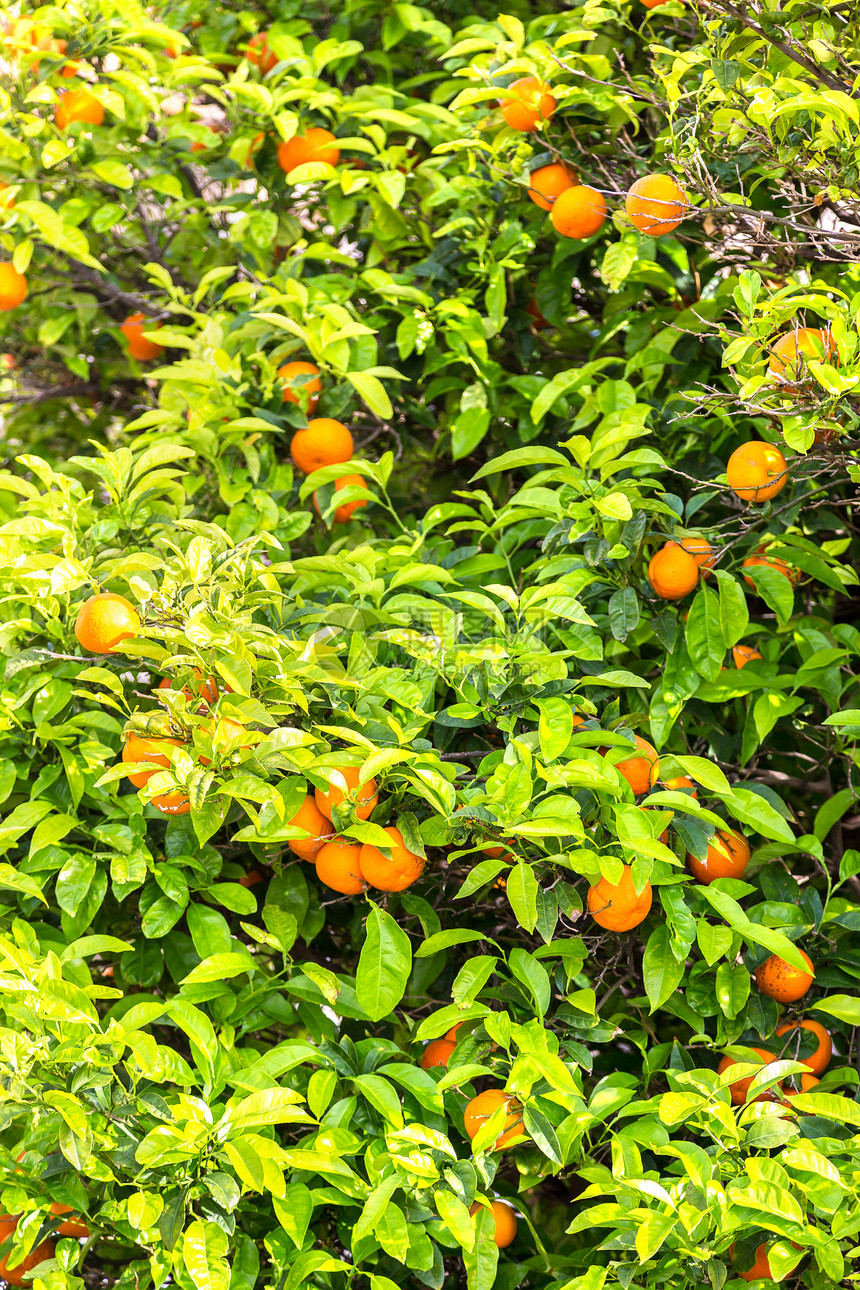 在美丽的夏日里在一棵树上生长的橙子图片