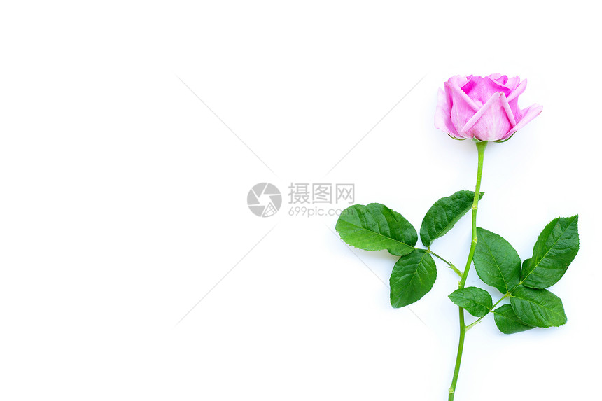 白色背景上的粉红玫瑰花复制空格图片