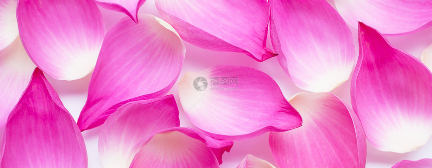 粉色莲花瓣作为背景图片