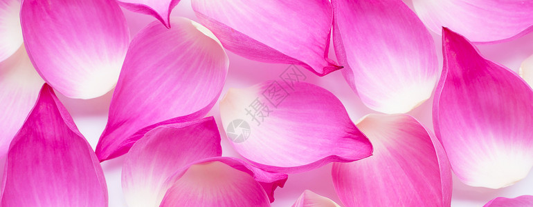 粉色莲花瓣作为背景高清图片