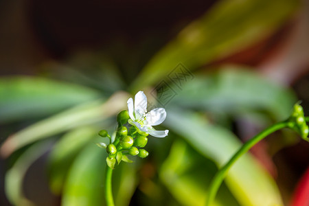 拉枯族食肉植物花朵背景