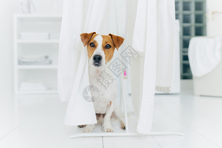 架子上的狗在洗衣房的白地板上在衣着马烘干白衬内衣的洗房附近小狗在白地板上摆布洗衣房中的动物背景