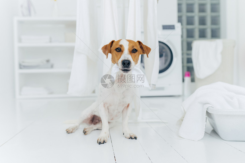 在室内拍摄小狗咬牙挂在白线上家中洗衣房地板上摆姿势卫生清洁和家庭概念图片