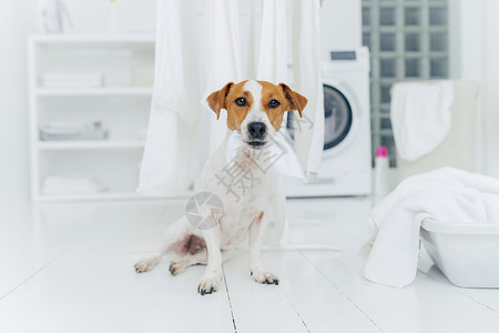 架子上的狗在室内拍摄小狗咬牙挂在白线上家中洗衣房地板上摆姿势卫生清洁和家庭概念背景