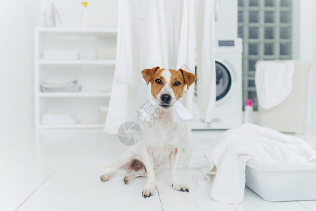 架子上的狗白色和棕狗咬着挂在烘干衣物上的洗布坐在浴缸附近的洗衣房地板上面布满毛巾回家洗衣服背景