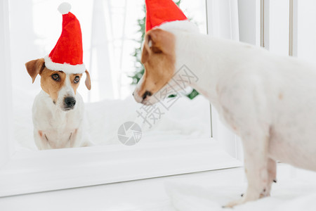 带着红色圣诞帽的小狗在照镜子高清图片