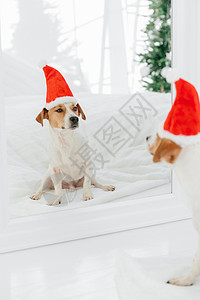 狗照镜子带着红色圣诞帽的小狗在照镜子背景