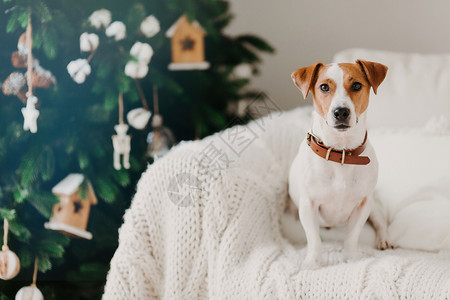 小狗和圣诞树的特写镜头图片