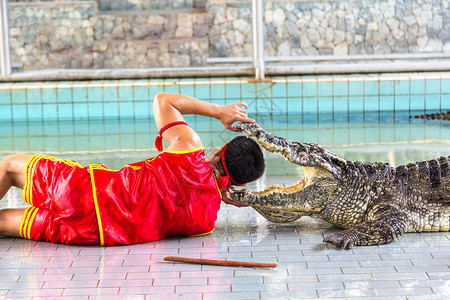 鳄鱼表演夏天在泰国的帕塔亚鳄鱼秀背景