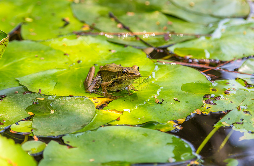 青蛙坐在池塘里的百合叶上图片