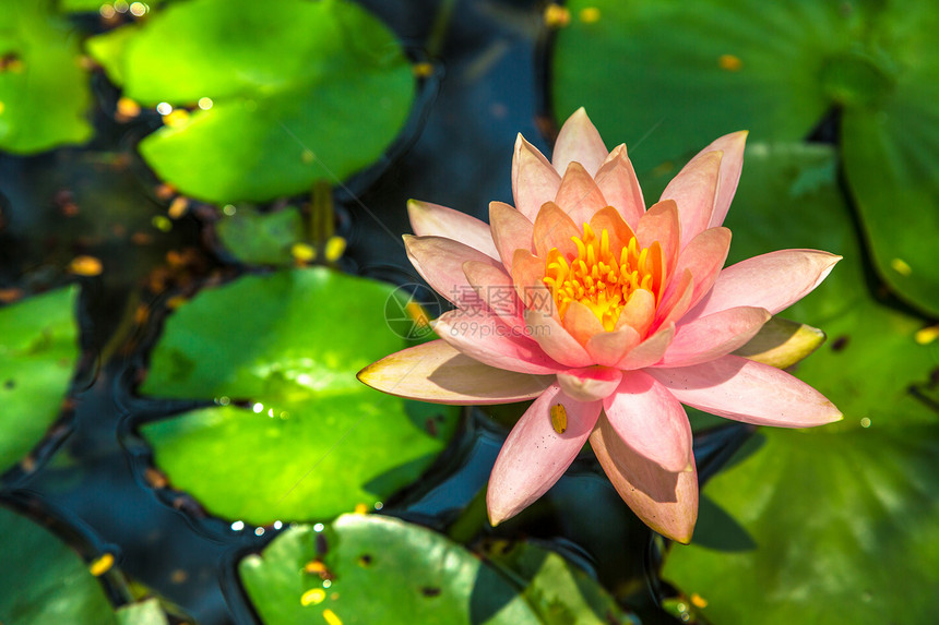 美丽的单粉莲花池塘里有绿叶图片