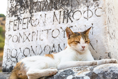 EFES古城埃菲苏斯的废墟上猫古希腊城火鸡在一个美丽的夏日背景